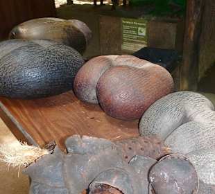 Coco de Mer die einzigartige