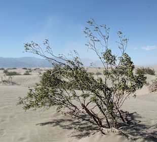 Mesquite Sand Dunes