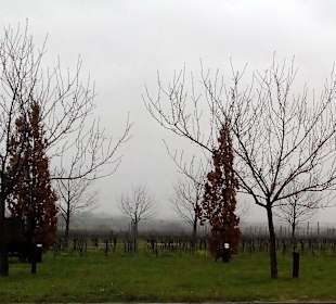 Grenzüberschreitender Rundweg durch die Weinberge