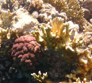 Traumhafte Korallen