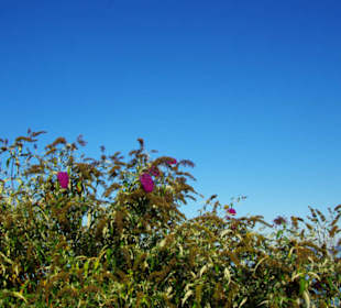 Pflanzenpracht in Gstadt