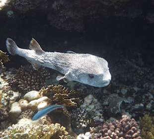 Hausriff - Igelfisch