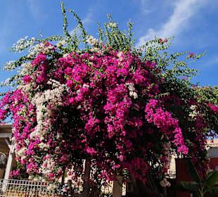 Schöne Blumen an den Häusern