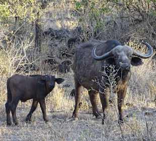 Julius Tact / JT Safaris 