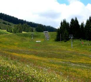 Wiese voll mit Blumen