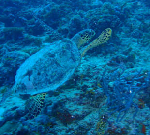 Turtle