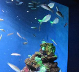 Palma Aquarium