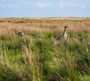 Insel Borkum
