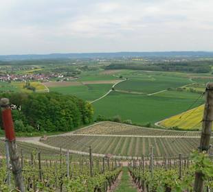Weinberg in der Region