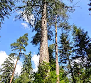 Wandern Freudenstadt