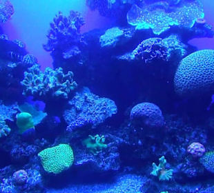 Palma Aquarium