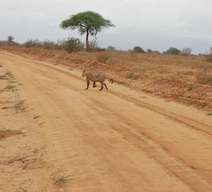 Löwe kreuzt unseren Weg