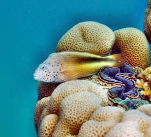 Gestreifter Korallenwächter