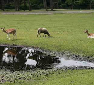 Serengeti Park Hodenhagen