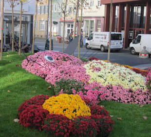 Chrysanthema Lahr