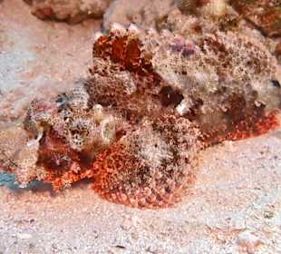 Schnorcheln Sahl Hasheesh