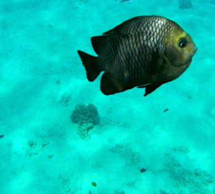 Unterwasser am Hausriff