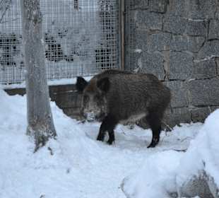 Wildschwein sucht Futter