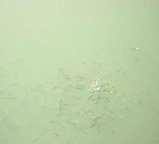 Von der Brücke aus aufgenommen