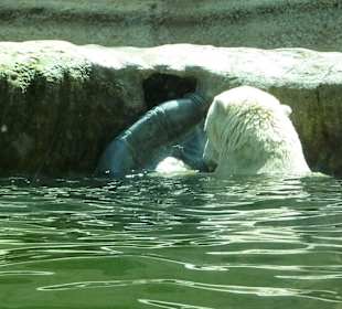 Eisbär beim Spielen