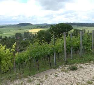 Schutzgebiet Spitzberg, Pfaffenberg