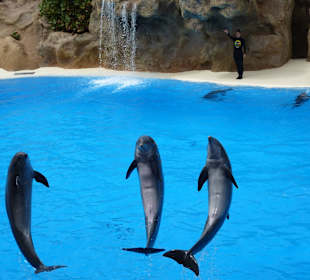 Arbeiten mit den Delfinen