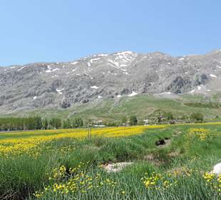 Butterblumenwiese auf der Yayla