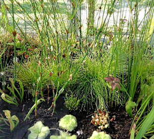 Blick in die "Carnivoren-Vitrine"