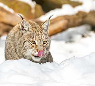 Wildparadies Tripsdrill