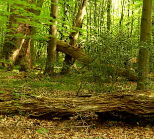 Im Urwaldbereich des Hasbruch
