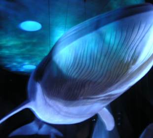 Ozeaneum