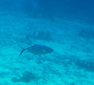 U-Boot Ausflug mit Atlantis in 38 m Tiefe