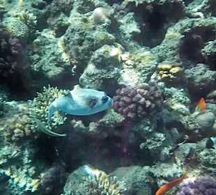 Hausriff Arabella Azur Beach