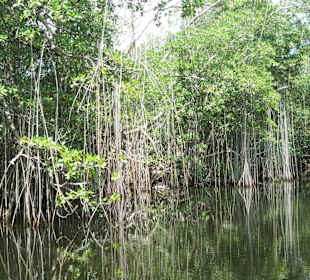 Black River