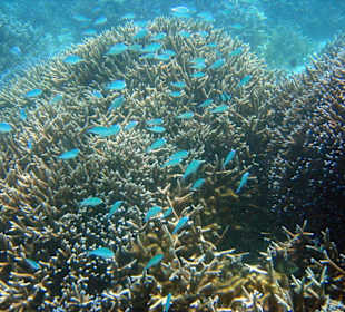 Geweihkorallen und blaue Chromies