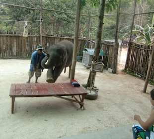 Elefantenshow