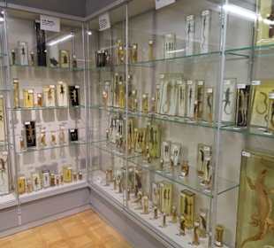 Im Schaumagazin des Übersee-Museums