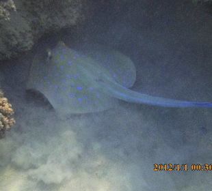 Manta from house reef