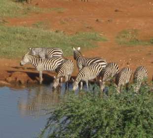 Zebras an der Kilaguni-Wasserstelle