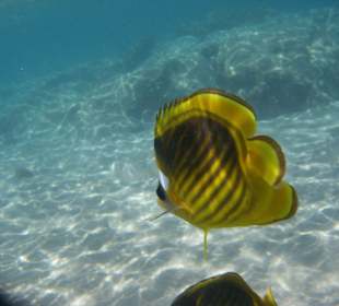 Fische nahe am Strand