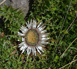 Silberdistel am Wegesrand