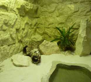 Texas Klapperschlangen Terrarium