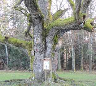 Die 1000-jährige Eiche