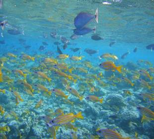 Hotel Embudu Village