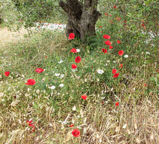 Wilde Blumen am Rande des Strandes