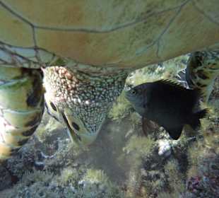 Karett-Schildkröte mit wütender Demoiselle