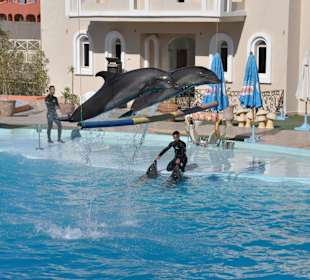 Dolphin Sharm elshiek show