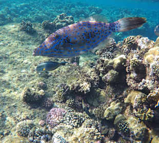 Schnorcheln Marsa Alam