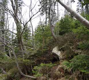 Berg Schneekoppe/Śnieżka