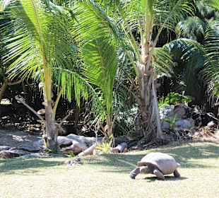 Schildkröten in freier Natur